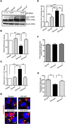 Salmonella Enteritidis Effector AvrA Suppresses Autophagy by Reducing Beclin-1 Protein